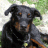 doberman